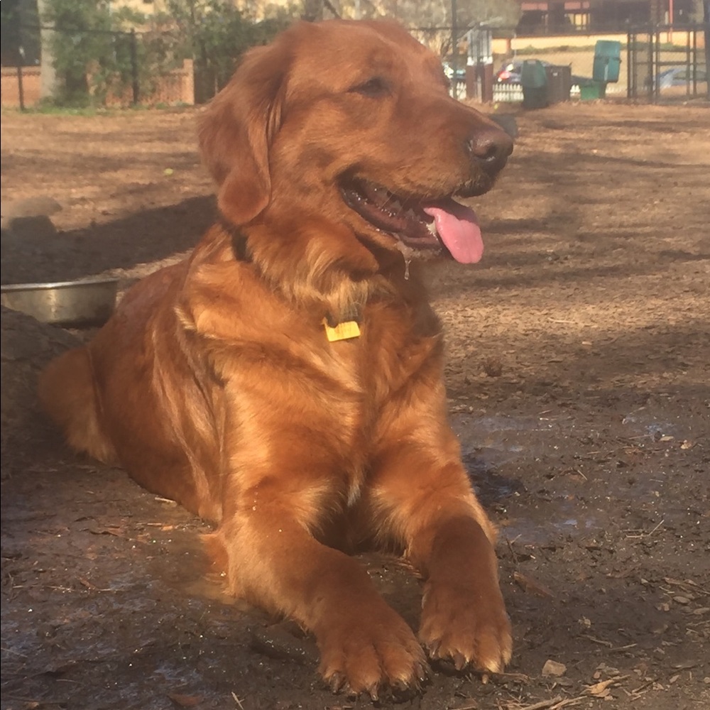 Meet your Posher, Bryce